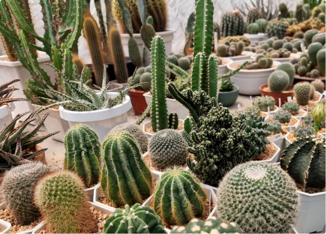 CACTI